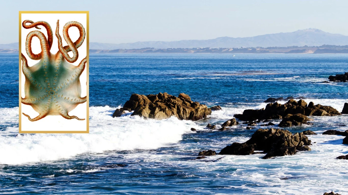 Ogromna ośmiornica Haliphron atlanticus rzadko pojawia się blisko brzegu, jak w Kalifornii Fale rozbijające się o skaliste wybrzeże, z ilustracją ośmiornicy nałożoną w lewym górnym rogu, w tle spokojny ocean oraz górzysta linia brzegowa.