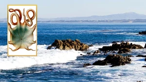 Gigantyczne zwierzę pojawiło się przy powierzchni morza. Robi wrażenie