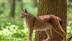 Największe koty Europy wypuszczone w Polsce. Powstaje specjalny ośrodek