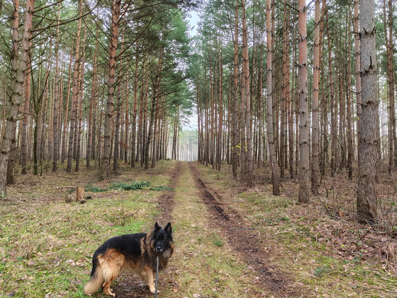 Las sosnowy z prostą leśną ścieżką, po której chodzi owczarek niemiecki, surowe poszycie i rzadko rozmieszczone drzewa tworzą spokojny, naturalny krajobraz.