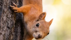 Tego o wiewiórkach nie wiedzieliśmy. Potrafią być mordercze