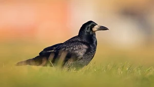 Polski ptak był kiedyś powszechny wszędzie. Teraz chcą jego ścisłej ochrony