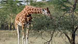 Polskie zoo przekazało radosne wieści. To będzie jeden z najwyższych ssaków