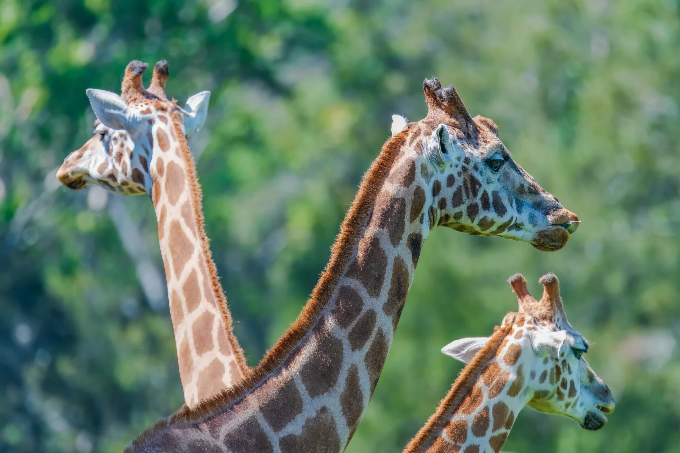 Trzy żyrafy stoją obok siebie na tle zielonej, rozmytej roślinności. Zwierzęta mają długie szyje i charakterystyczne cętki na skórze, patrzą w różnych kierunkach.