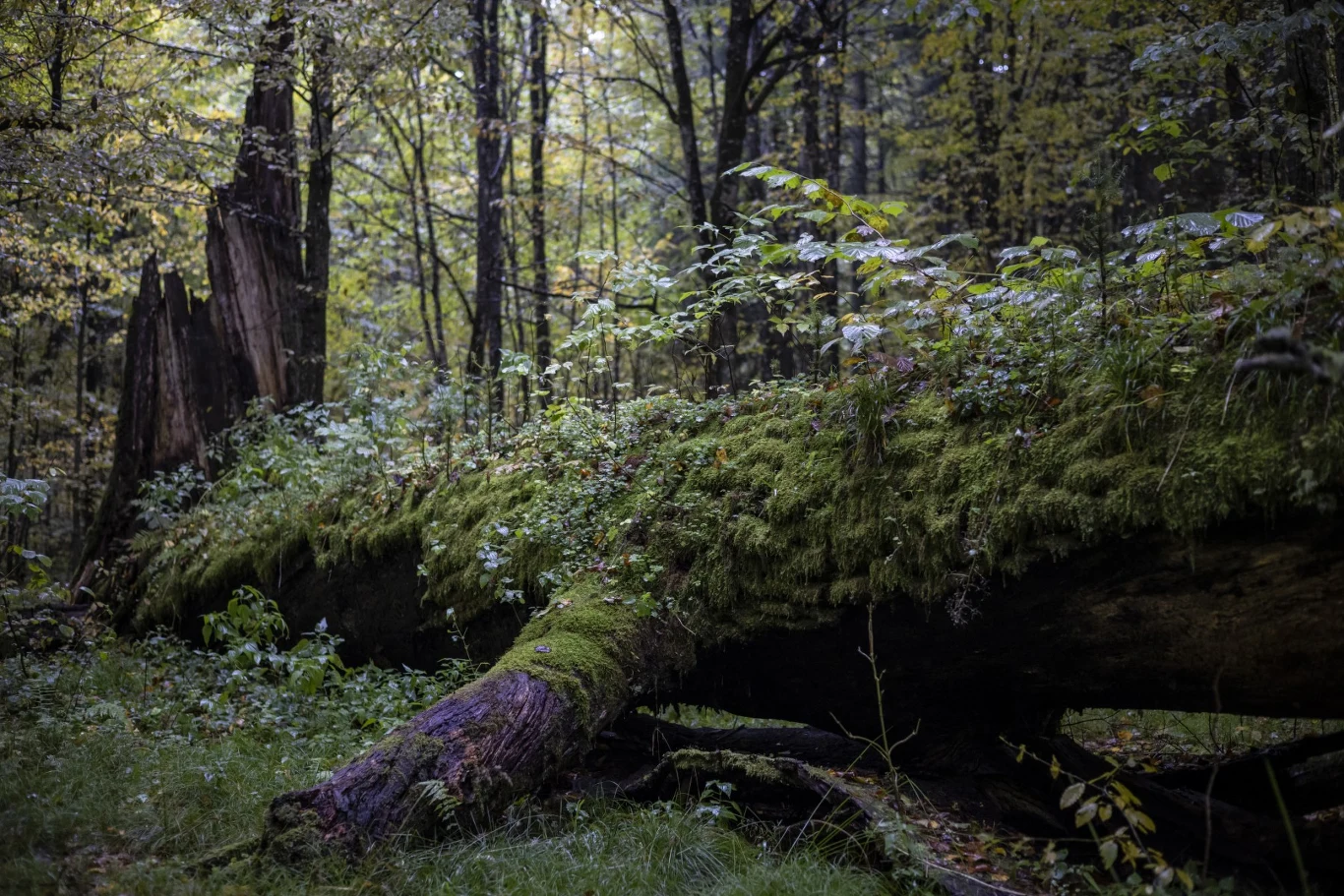 Powalony, porośnięty mchem pień drzewa leży na leśnej ściółce, wokół niego rośnie bujna roślinność i młode drzewa, w tle widoczne wysokie pnie otaczających, gęstych drzew liściastych.