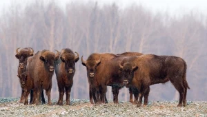 Puszcza Białowieska bez polowań i wycinek. Rząd chce ścisłej ochrony