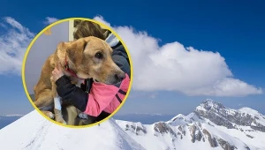 Czworonożny towarzysz odnaleziony. Nowe informacje ws. zaginięcia Polaka