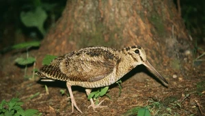 Rzadki ptak utknął między balustradą a balkonem. Powinien odlecieć na zimę