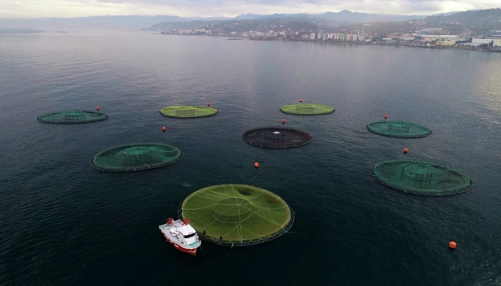 Sześć dużych okrągłych klatek hodowlanych unoszących się na powierzchni morza, otoczonych bojkami oraz łodzią serwisową znajdującą się w pobliżu jednej z klatek, w tle widoczna linia brzegowa z miastem i górami.