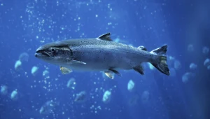 Jedna z ulubionych ryb Polaków niemal zniknęła. Niepokojące dane z Bałtyku