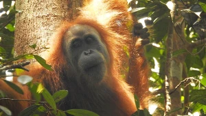 Orangutan tapanulski