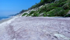 Fioletowa plaża nad Bałtykiem. Jak powstaje to wyjątkowe zjawisko?