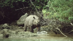 Próbowali przenieść i uratować rzadkiego giganta. Skończyło się tragedią