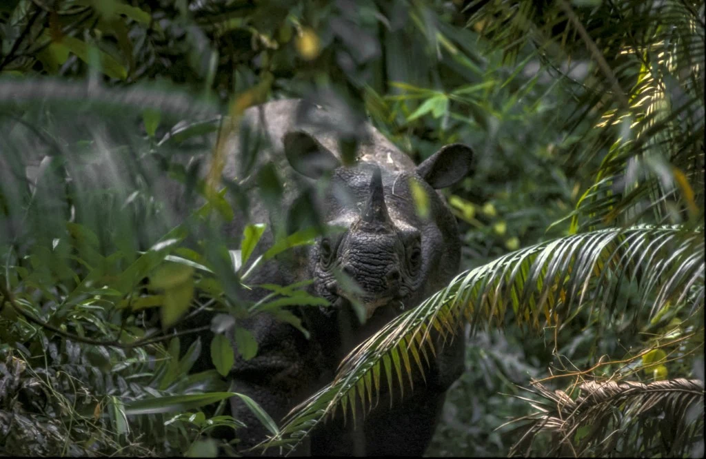 Nosorożec schowany w gęstych tropikalnych zaroślach, otoczony zielonymi liśćmi i gałęziami palm, światło słoneczne przebija się przez liście, tworząc naturalny, dziki klimat lasu.
