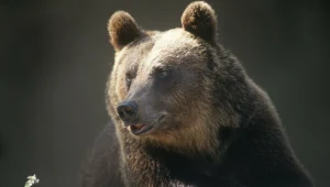 Stały się mniejsze i rzadziej atakują. Przyczyna jest zaskakująca