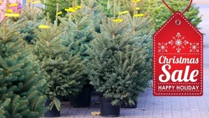 Wielka promocja na żywe choinki – podpowiadamy, jak wybrać i co zrobić po świętach