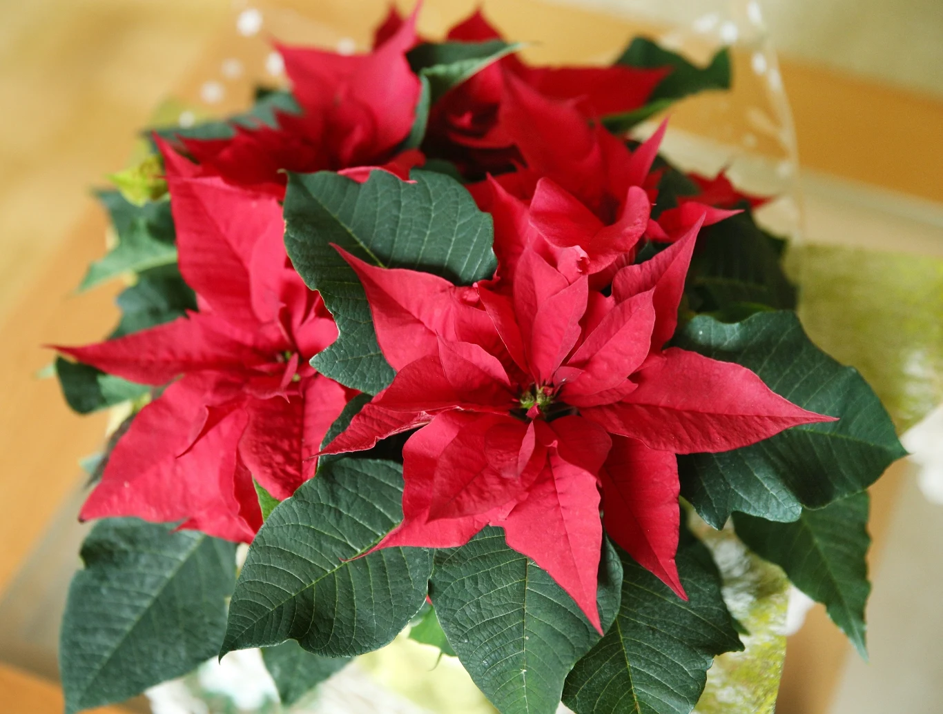 Jak zadbać o gwiazdę betlejemską? Tak przywrócisz jej wigor oraz piękny wygląd 