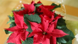 Gwiazda betlejemska więdnie? Ta przyprawa przywróci jej wigor 