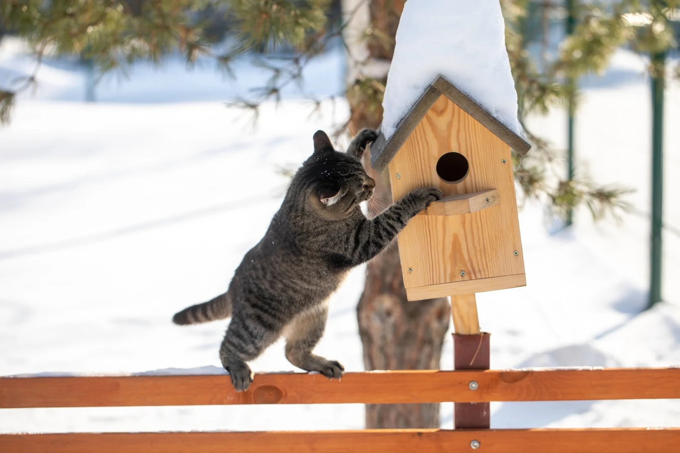 Szary kot wspina się na drewnianą budkę lęgową, która stoi na drewnianym płocie, otoczony śniegiem i drzewami zimą.