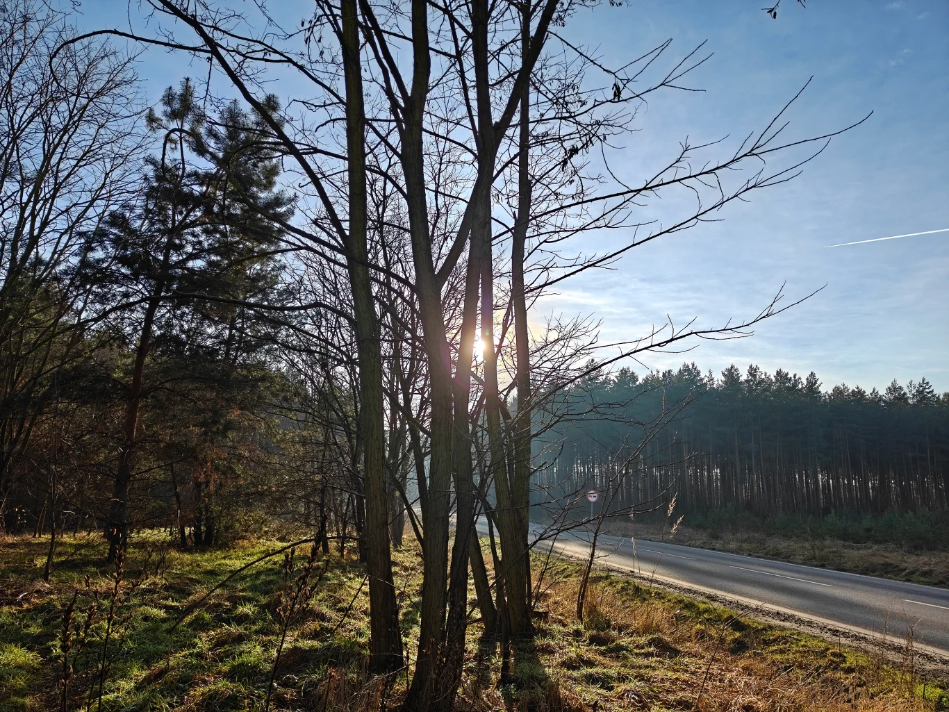 Las wczesną wiosną lub późną jesienią, promienie słońca przebijające przez nagie gałęzie drzew, po prawej stronie asfaltowa droga biegnąca przez skraj lasu, w tle gęsty las sosnowy.