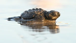 Wielki problem małych żółwi. Chłodna woda sprawia, że zapadają w "sen"