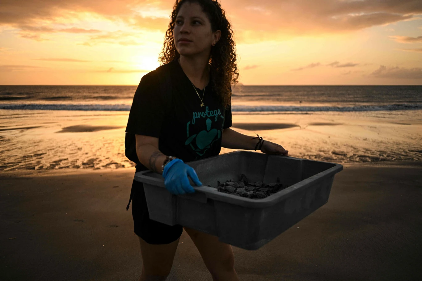 Kobieta w czarnej koszulce i niebieskiej rękawiczce niesie plastikowy pojemnik z młodymi żółwiami na tle zachodzącego słońca nad plażą.