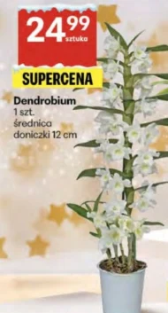 Dendrobium