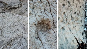 Spektakularne odkrycie we Włoszech. Pochodzą sprzed 210 milionów lat