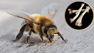 Pradawne pszczoły wykorzystywały kości do zakładania gniazd