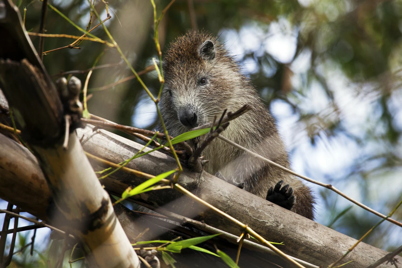 Szare zwierzę z futrem, przypominające gryzonia lub małego ssaka, siedzi na grubych gałęziach wśród zielonych liści bambusa. Zwierzę patrzy w stronę obiektywu, a jego łapy trzymają się pnia.