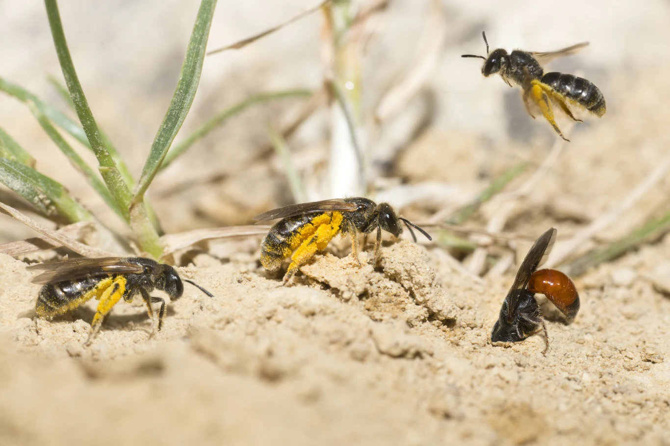Kilka ciemnych pszczół z żółtymi odwłokami porusza się i ląduje na piaszczystym podłożu wśród delikatnych źdźbeł trawy.