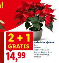 Вифлеємська зірка