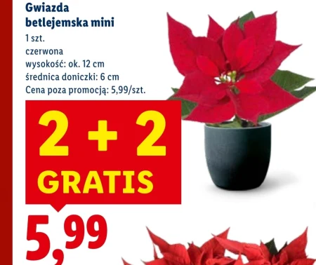 Вифлеємська зірка