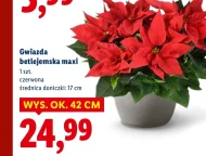 Gwiazda betlejemska Ok.