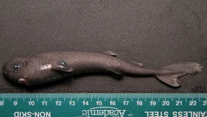 Naukowcy przecierali oczy ze zdumienia. Dorosły rekin mniejszy od dłoni