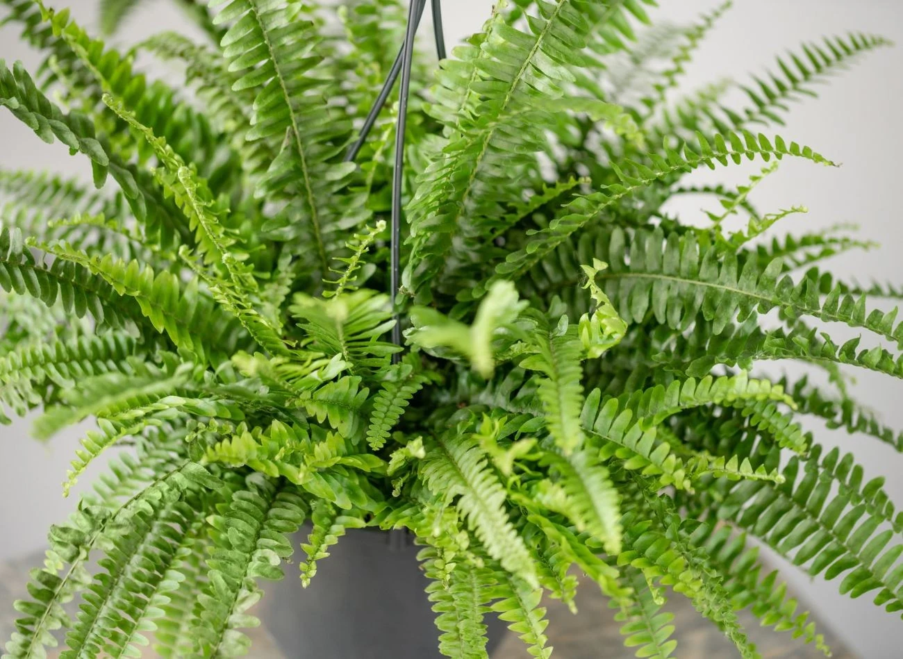 Odżywka z soli epsom może pomóc zimą zmarnowanym paprotkom