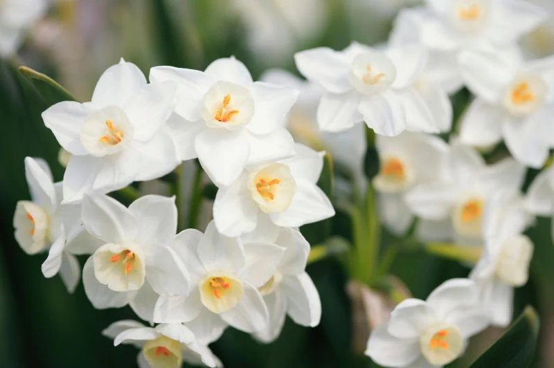 Narcyz bożonarodzeniowy pięknie wygląda i urzekająco pachnie