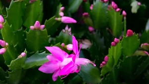 Specjalna mieszanka ziemi do grudnika pobudzi go do kwitnienia.