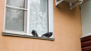 Wyjaśniamy, dlaczego gołębie trzeba odstraszać.