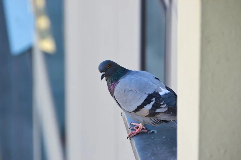 Do odstraszenia gołębi z parapetu wystarczą składniki, które mamy w domu