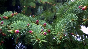 Ta roślina może konkurować z tujami. Szybko tworzy gęste, zimozielone bariery.