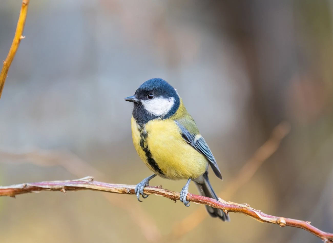 Sikorki chętnie wracają do karmników, w których czują się bezpiecznie