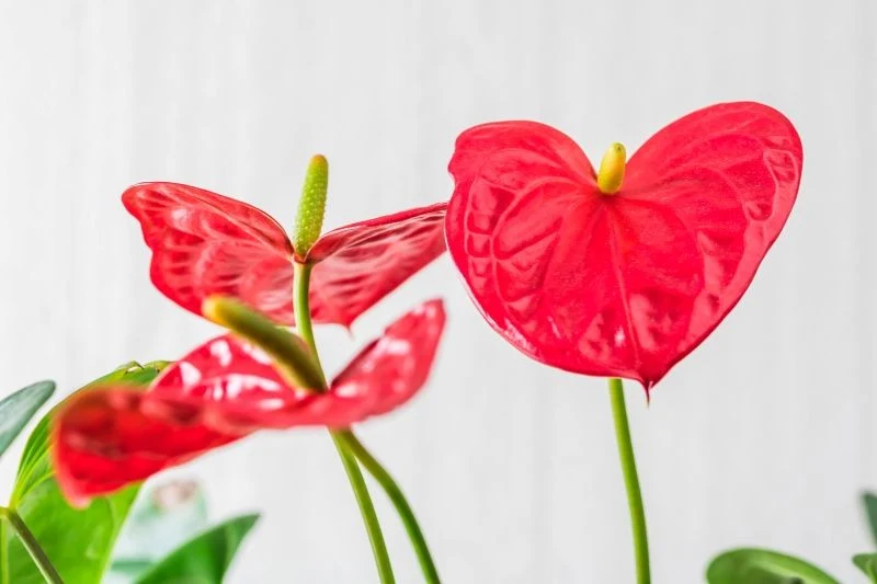 Zdarza się, że zimą anturium odmawia kwitnienia