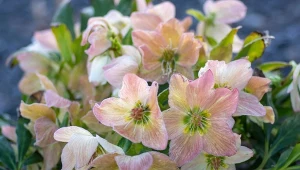 Ciemierniki zaczynają kwitnąć w grudniu, a niektóre odmiany nawet w listopadzie.