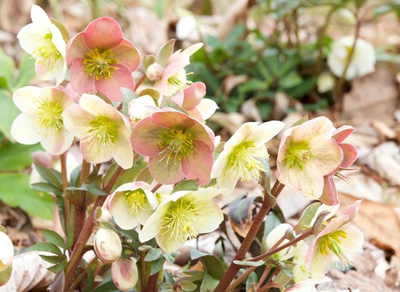 Nawożenie ciemierników powinniśmy zacząć już jesienią.