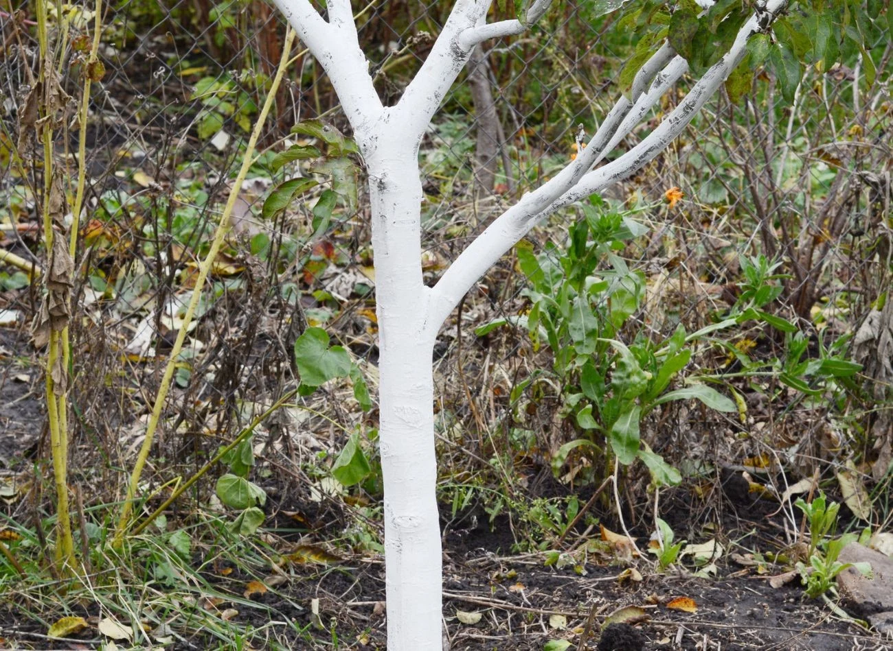 Ślimaki zimą szukają bezpiecznego i ciepłego schronienia. Gdzie szukać ich gniazd w ogrodzie?.