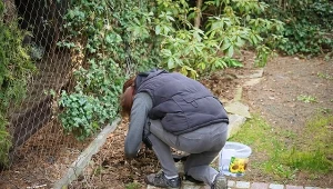 Niektóre ogrody przyciągają szczury jak magnes.