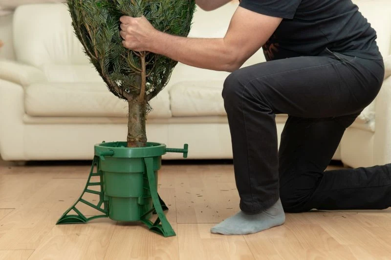 Cięta choinka, choć nie ma korzeni, również wymaga podlewania