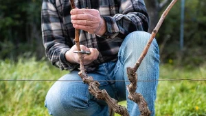 Kiedy przyciąć winorośl zimą i dlaczego trzeba to zrobić?