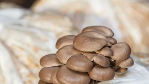 Jeśli dopiero zaczynasz z domową uprawą grzybów, zacznij od najmniej wymagających gatunków.